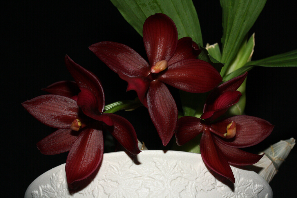 Cycnodes Wine Delight